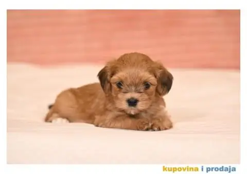 Havanski Bišon štenci - 4/7