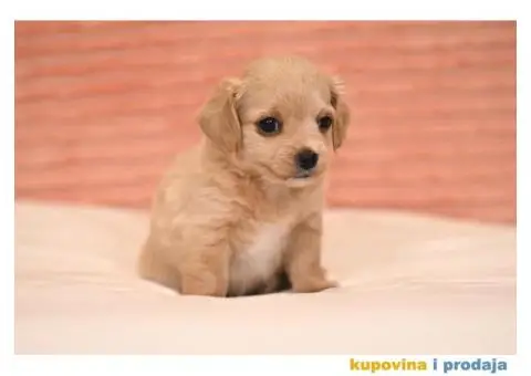 Havanski Bišon štenci - 5/7