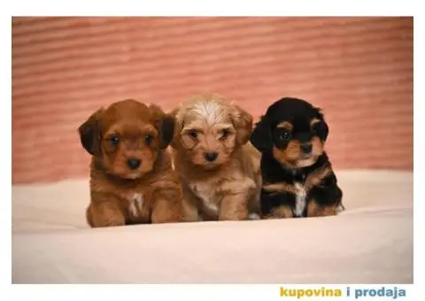 Havanski Bišon štenci - 6/7