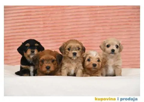 Havanski Bišon štenci - 7/7