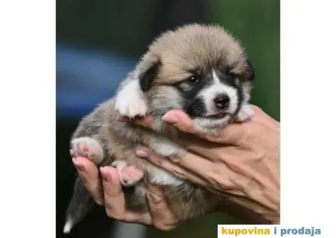 Velski korgi/Welsh Corgi Pembroke - 1/7