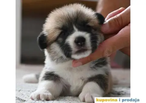 Velski korgi/Welsh Corgi Pembroke - 2/7