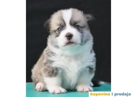 Velski korgi/Welsh Corgi Pembroke - 3/7