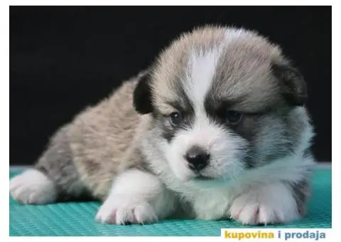 Velski korgi/Welsh Corgi Pembroke - 4/7
