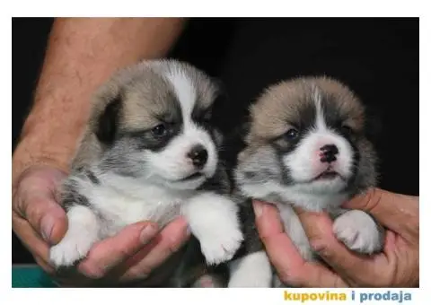 Velski korgi/Welsh Corgi Pembroke - 5/7