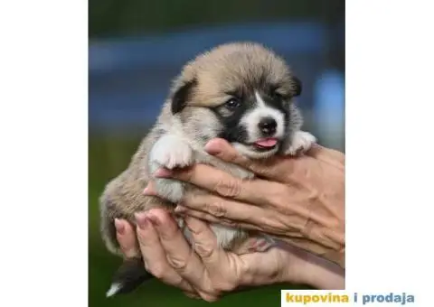 Velski korgi/Welsh Corgi Pembroke - 6/7