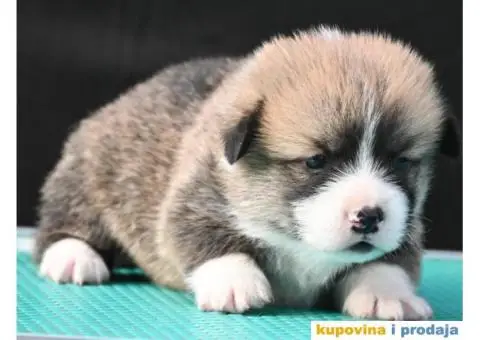 Velski korgi/Welsh Corgi Pembroke - 7/7