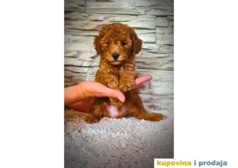 Mini pudla prelepi štenci - 1/8