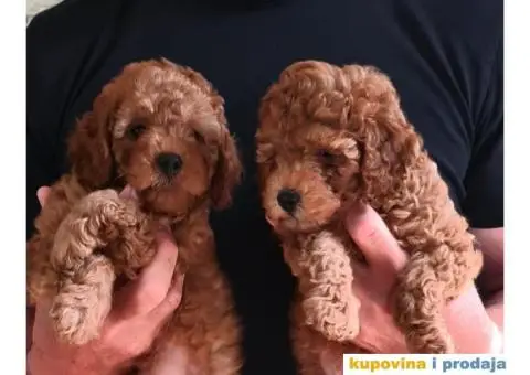 Mini pudla prelepi štenci - 2/8