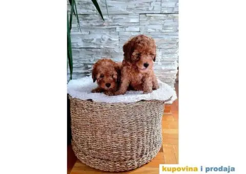 Mini pudla prelepi štenci - 3/8