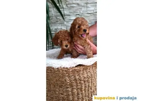 Mini pudla prelepi štenci - 4/8