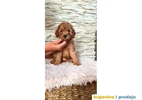 Mini pudla prelepi štenci - 6/8