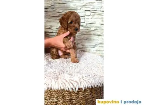 Mini pudla prelepi štenci - 7/8