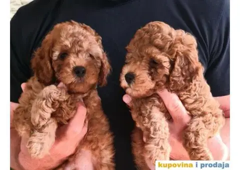 Mini pudla prelepi štenci - 8/8