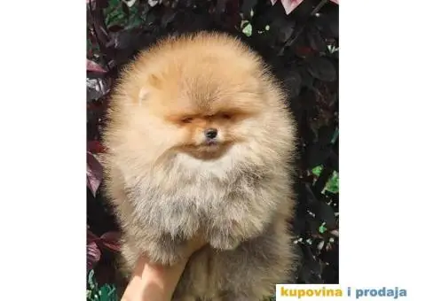 Pomeranac BOO medvedići, Pomeranski Špic štenci - 1/4