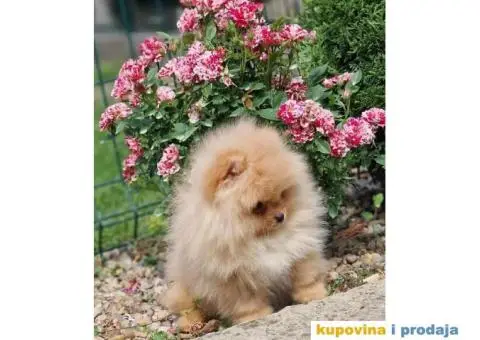 Pomeranac BOO medvedići, Pomeranski Špic štenci - 4/4