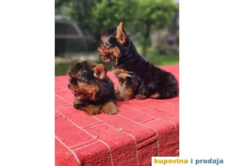 Mini JORKSIRSKI terijeri spremni za preuzimanje - 2/9