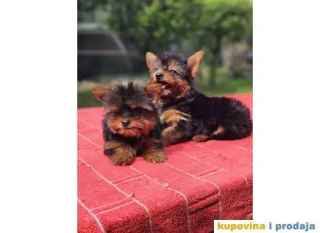 Mini JORKSIRSKI terijeri spremni za preuzimanje - 3/9