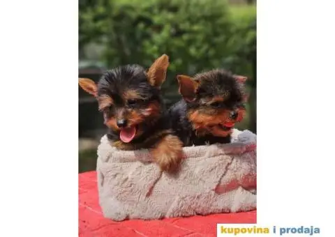 Mini JORKSIRSKI terijeri spremni za preuzimanje - 4/9