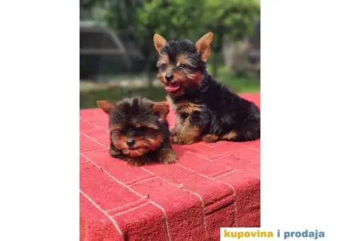 Mini JORKSIRSKI terijeri spremni za preuzimanje - 5/9