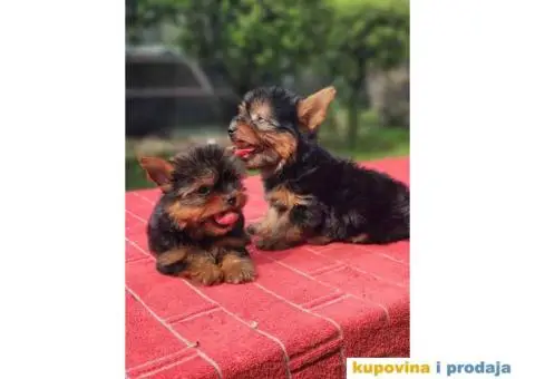 Mini JORKSIRSKI terijeri spremni za preuzimanje - 7/9