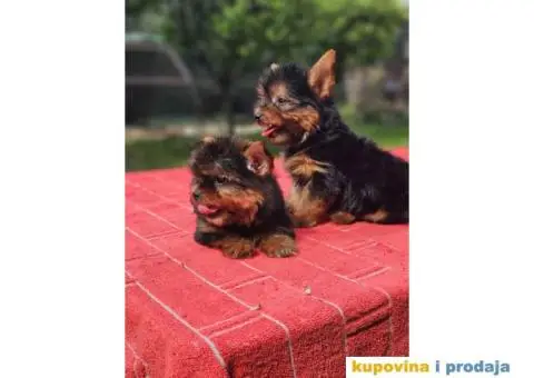 Mini JORKSIRSKI terijeri spremni za preuzimanje - 8/9