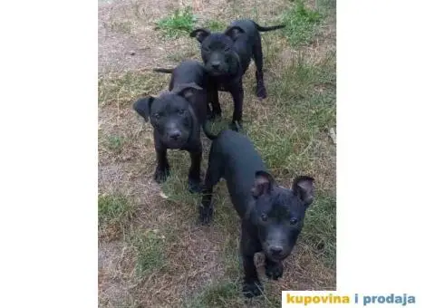 Dostupni štenci PIT BULA,   stari 3 meseca - 1/3