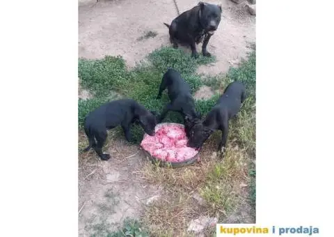 Dostupni štenci PIT BULA,   stari 3 meseca - 2/3