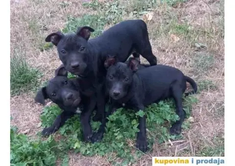 Dostupni štenci PIT BULA,   stari 3 meseca - 3/3