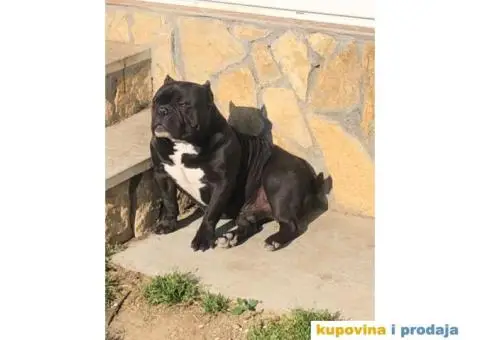 American Bully Exotic Micro puppies, Američki bully exotic micro štenci - 1/12