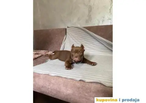 American Bully Exotic Micro puppies, Američki bully exotic micro štenci - 2/12