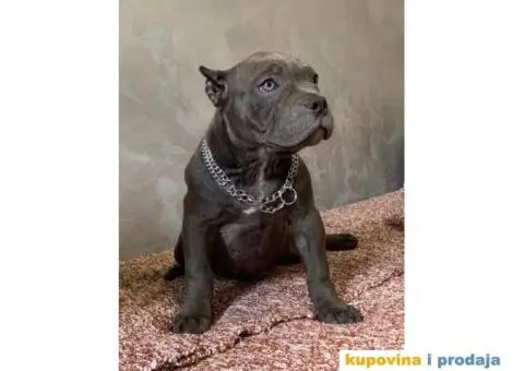American Bully Exotic Micro puppies, Američki bully exotic micro štenci - 3/12