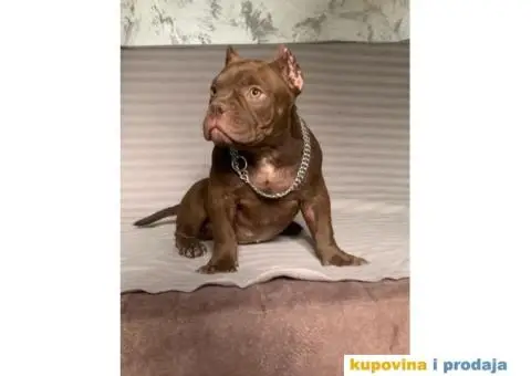 American Bully Exotic Micro puppies, Američki bully exotic micro štenci - 4/12