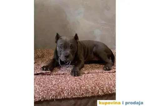 American Bully Exotic Micro puppies, Američki bully exotic micro štenci - 5/12