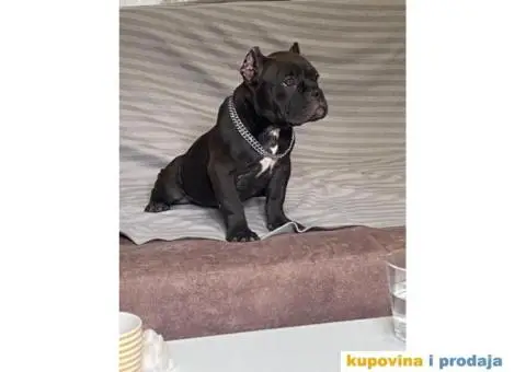 American Bully Exotic Micro puppies, Američki bully exotic micro štenci - 6/12