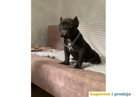 American Bully Exotic Micro puppies, Američki bully exotic micro štenci - 7/12