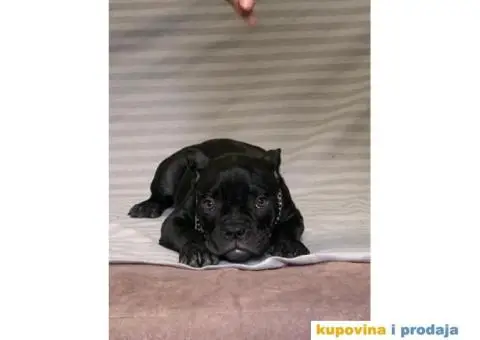 American Bully Exotic Micro puppies, Američki bully exotic micro štenci - 8/12
