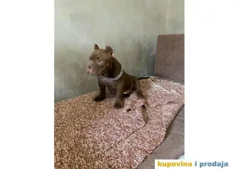 American Bully Exotic Micro puppies, Američki bully exotic micro štenci - 9/12
