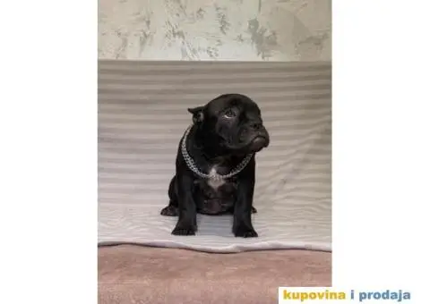 American Bully Exotic Micro puppies, Američki bully exotic micro štenci - 10/12