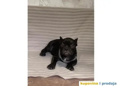 American Bully Exotic Micro puppies, Američki bully exotic micro štenci - 11/12