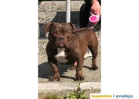 American Bully Exotic Micro puppies, Američki bully exotic micro štenci - 12/12