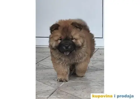 Cau Cau Chow Chow  Stenad oba pola - 1/5