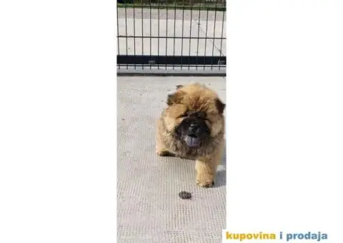 Cau Cau Chow Chow  Stenad oba pola - 2/5