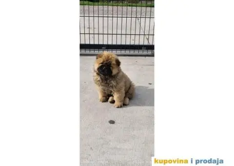 Cau Cau Chow Chow  Stenad oba pola - 3/5