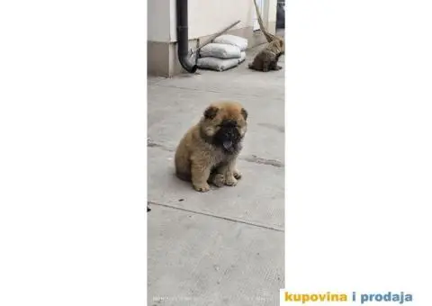 Cau Cau Chow Chow  Stenad oba pola - 4/5