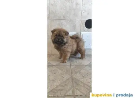 Cau Cau Chow Chow  Stenad oba pola - 5/5