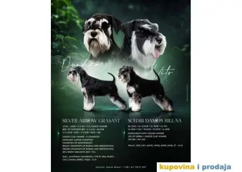 Patuljasti ŠNAUCERI crno srebrni