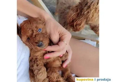 PUDLE 8 nedelja stare - 1/7