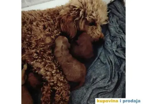 PUDLE 8 nedelja stare - 2/7