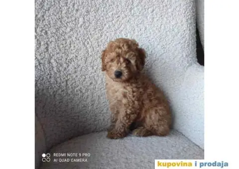 PUDLE 8 nedelja stare - 3/7